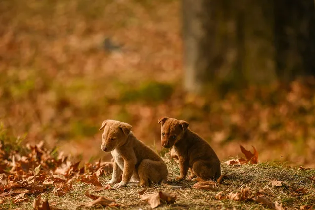 Puppies sit near maple trees at Nishat Garden in Srinagar on November 1, 2022. (Photo by Tauseef Mustafa/AFP Photo)