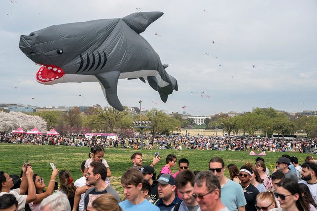 A large shark-shaped kite flies over the National Mall during the National Cherry Blossom Festival annual kite festival in Washington, D.C., on March 29, 2025. (Photo by Nathan Howard/Reuters)