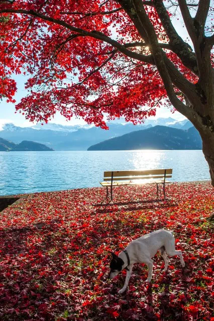 A dog passes a autumnal colored tree near Weggis Switzerland, at Lake  Lucerne, Sunday November 16, 2014. Weather forecasts predict changeable weather for Switzerland. (Photo by Sigi Tischler/AP Photo/Keystone)