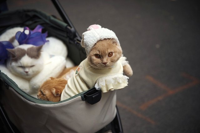 A reveler, unseen, pushes a stroller carrying his cats as they participate in the annual Easter Parade and Bonnet Festival in front of St. Patrick's Cathedral on Sunday, April 20, 2025, in New York. (Photo by Andres Kudacki/AP Photo)