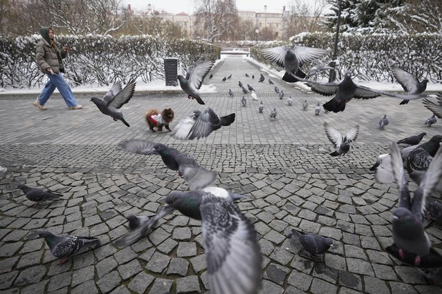 A woman walks with her dog amid pigeons at the Bauman garden in Moscow, Monday, April 7, 2025. (Photo by Pavel Bednyakov/AP Photo)