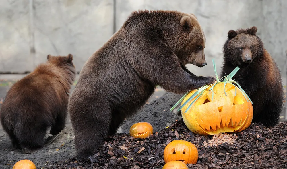 Animals “Celebrate” Halloween with Pumpkins