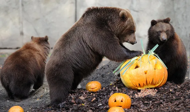 Bear “Mascha” (C) and her babies Misho (R) and Wanja (L) inspect pumpkins on October 28, 2011 at the Hagenbecks Tierpark zoo in Hamburg, northern Germany. Suited to the upcoming Halloween holiday, the animals' enclosure is decorated with pumpkins and delights bears and visitors. (Photo by Daniel Bockwoldt/AFP Photo)