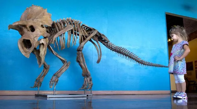 Brynley Lorentz, 3, of Colorado Springs, Colo., looks at a dinosaur Wednesday, September 16, 2015, at the Rocky Mountain Dinosaur Resource Center in Woodland Park, Colo. (Photo by Mark Reis/The Gazette via AP Photo)