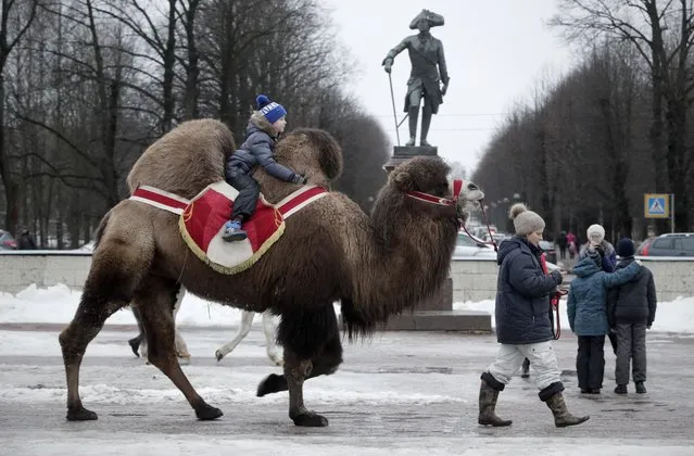A boy rides a camel past a sculpture of Emperor of Russia Paul I in a park in Gatchina, 40 km (25 miles) south of St. Petersburg, Russia, Wednesday, January 3, 2018. (Photo by Dmitri Lovetsky/AP Photo)