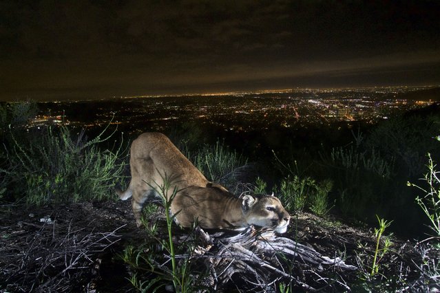 This uncollared adult female mountain lion is seen “cheek-rubbing”, leaving her scent on a log in the Verdugo Mountains with Glendale and the skyscrapers of downtown Los Angeles. in the background on March 21, 2016. Los Angeles and Mumbai, India are the world’s only megacities of 10 million-plus where large felines breed, hunt and maintain territory within urban boundaries. Long-term studies in both cities have examined how the big cats prowl through their urban jungles, and how people can best live alongside them. (Photo by National Park Service via AP Photo)