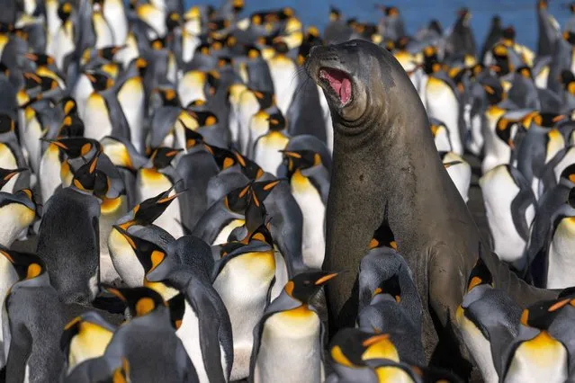 An elephant seal is surrounded by penguins (Manchots Royaux), on December 20, 2022 on the Desolation Island, part of the Crozet Islands which are a sub-Antarctic archipelago of small islands in the southern Indian Ocean. (Photo by Patrick Hertzog/AFP Photo)