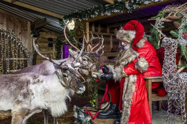 Father Christmas keeps Comet the reindeer well-fed with a few days to go until their big day, at Somerset Reindeer Ranch, near Yeovil, Somerset in the last decade of December 2022. (Photo by Max Willcock/BNPS)