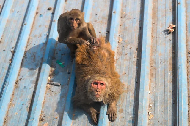 Monkeys relax on a roof under the sun on a cold winter morning in New Delhi on January 8, 2023. (Photo by Sajjad Hussain/AFP Photo)