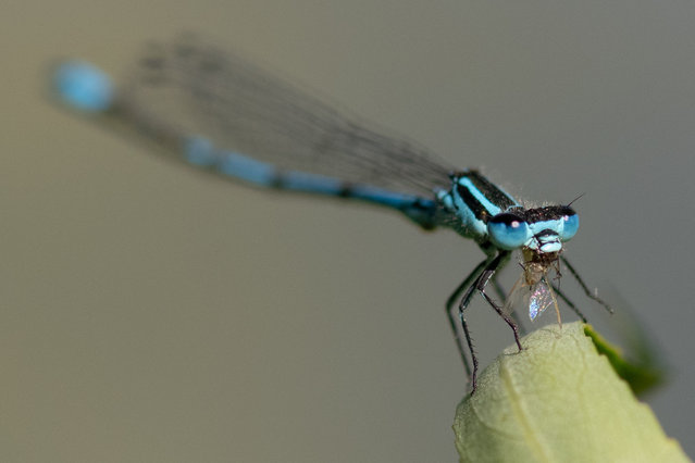 This photograph shows a wild Damselfly, a flying predatory insect, eating at the Bois de Vincennes park in eastern Paris, on June 17, 2025. (Photo by Martin Lelievre/AFP Photo)