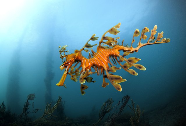 Leafy sea dragon under the jetty at Rapid Bay in South Australia. (Photo by Alastair Pollock Photography/Getty Images)