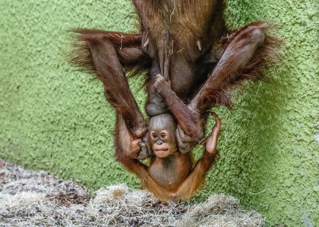 A baby orangutan Rufus hanging from her mother, Summer, who is hanging by her feet from a brace on the climbing frame in the second decade of August 2025. The images were taken at Blackpool Zoo by local photographer Alison Allen. (Photo by Alison Allen/Solent News & Photo Agency)