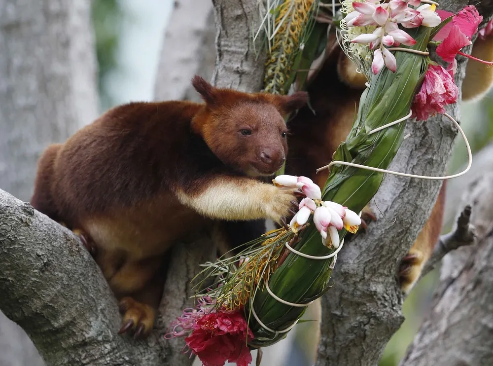 Christmas Presents in Sydney's Taronga Park Zoo