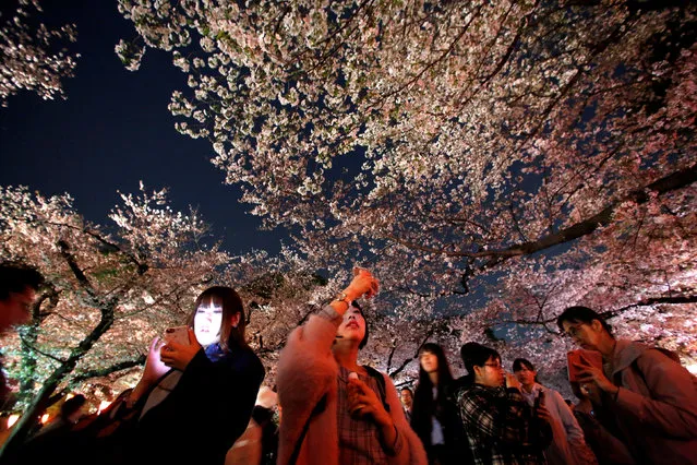 Visitors walk under illuminated cherry blossoms at Ueno Park in Tokyo, Japan March 29, 2018. Cherry trees reached their peak bloom and people enjoy walking under trees and take pictures.(Photo by Issei Kato/Reuters)