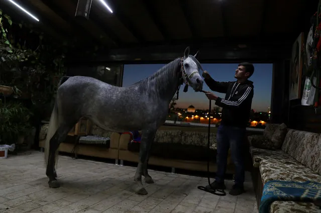 A Palestinian man pets a horse in the living room of horse trader Fares Salem in the East Jerusalem neighbourhood of A-tur, November 11, 2017. (Photo by Ammar Awad/Reuters)