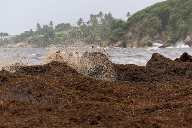 The beach is covered in sargassum seaweed washed ashore in Yabucoa, Puerto Rico, Puerto Rico,  on June 2, 2025. (Photo by Ricardo Arduengo/Reuters)