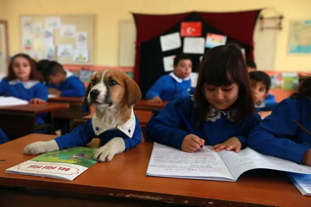 Findik, the mascot of Kayacik Martyr Haluk Yilmaz Primary School in Tokay, Turkey, sits with desk mates during class on January 16, 2020. Findik was found at a cemetery in the Turhal district of Tokat and brought to the school nearby to become its 39th student. (Photo by Mehmet Kumcagiz/Anadolu Agency/Getty Images)