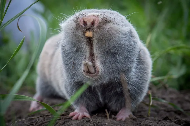 An adult specimen of Nannospalax (leucodon) montanosyrmiensis, a variant of the lesser mole-rat (Spalax leucodon) is pictured near Albertirsa, some 60 kilometers southeast of Budapest, Hungary, 12 May 2018. The critically endangered rodent lives in several isolated populations in the Carpathian Basin. (Photo by Sandor Ujvari/EPA/EFE)