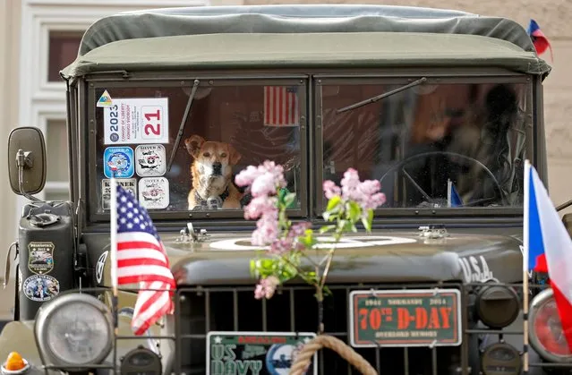 A dog is seen inside of a vintage military vehicle before the traditional Convoy of Liberty commemorating the 78th anniversary of liberation of the western part of the country from Nazi rule by the U.S. Army, in Prague, Czech Republic on April 28, 2023. (Photo by David W. Cerny/Reuters)
