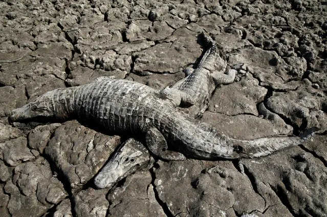 Dead yacare caimans are seen in the dried-out river bed of the Pilcomayo river in Boqueron, Paraguay, August 14, 2016. (Photo by Jorge Adorno/Reuters)