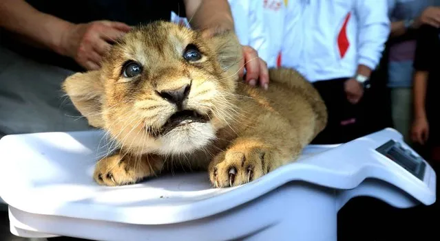 Offspring at the Zoo in Magdeburg, on June 19, 2013. This little Asian lion seems not to be trusted entirely to the procedure of weighing. (Photo by Jens Wolf/AFP Photo/Dpa)