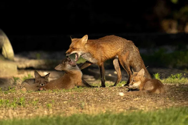 An earth of foxes play with each other in yard, Friday, May 26, 2023, in Lutherville. (Photo by Julio Cortez/AP Photo)