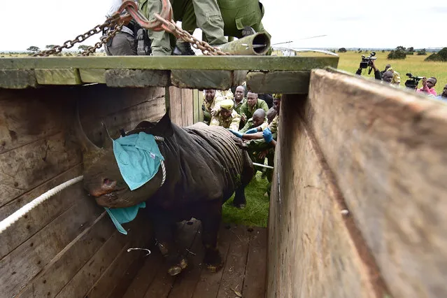 Kenya Wildlife Services (KWS) translocation team members assist to load a black male rhinoceros into a transport crate as one of three individuals about to be translocated, in Nairobi National Park, on June 26, 2018. Kenya Wildlife Services proceeded to relocate some rhinoceroses on June 26, 2018 from Nairobi National Park to Tsavo-East National Park in an effort to repopulate habitat around the country which rhinoceros population had been decimated by poaching and harsh climatic changes. (Photo by Tony Karumba/AFP Photo)
