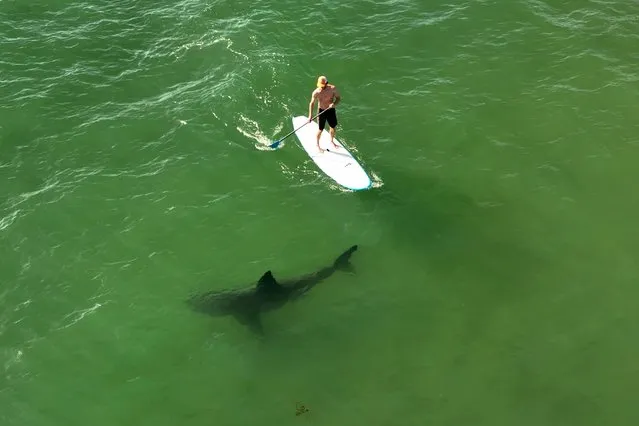 This drone image released by researchers with the Shark Lab at Cal State Long Beach, shows a juvenile white shark swimming next to a standing man on a long board along the Southern California coastline, April 28, 2022. Researchers at CSULB Shark Lab, used drones to study juvenile white sharks and how close they swim to humans in the water. There were no reported shark bites in any of the 26 beaches surveyed between January 2019 and March 2021. (Photo by Carlos Gauna/CSULB Shark Lab via AP Photo)