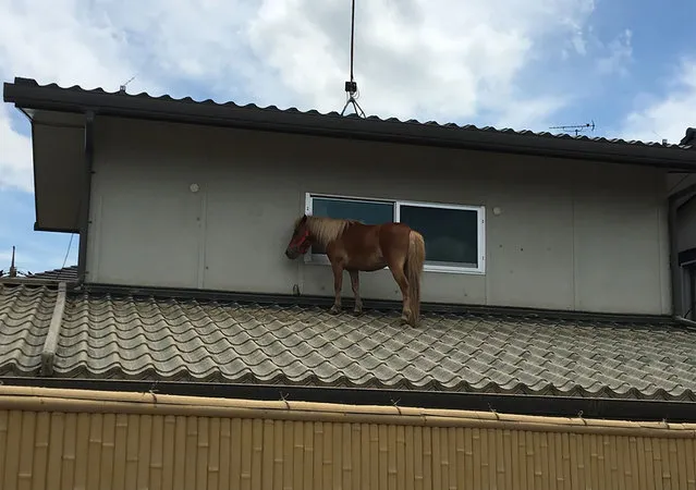 This handout picture taken on July 9, 2018 by the NGO Peace Winds Japan shows a miniature horse stranded on a rooftop due to the recent flooding in the Mabicho area in Kurashiki, Okayama prefecture. The miniature horse who survived deadly floods by swimming to a rooftop has captured hearts in Japan, as the country tries to recover from record rains that killed at least 179 people. (Photo by AFP Photo/Peace Winds Japan)