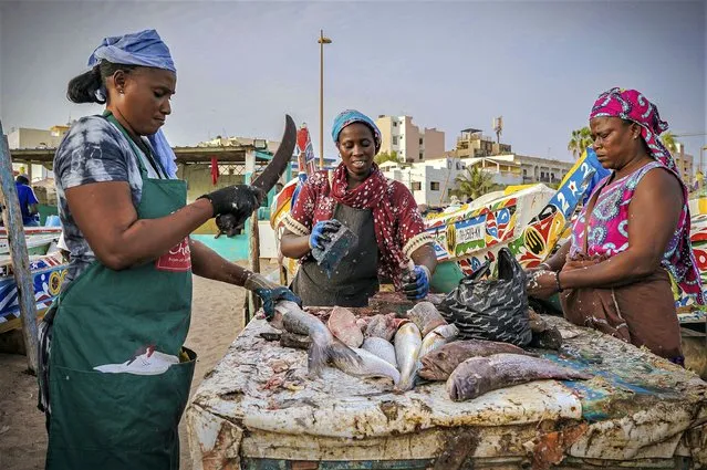 Fishmongers cut and clean fish at the Soumbedioune fish market in Dakar, Senegal, May 31, 2022. In Senegal, fish and seafood represent more than 40% of the animal protein intake in the diet. According to a U.S. report, one in six people work in the fisheries sector. (Photo by Grace Ekpu/AP Photo)