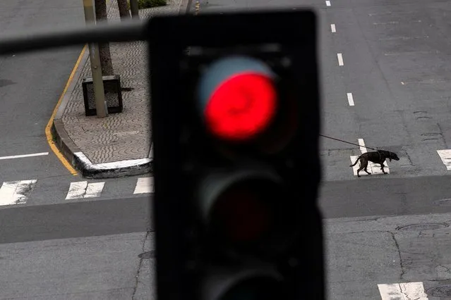 A local resident walks his dog at a traffic crossing in downtown San Francisco as the city struggles to return to its pre-pandemic downtown occupancy rate, falling behind many other major cities around the country, according to local media, in California, U.S., June 27, 2023. (Photo by Carlos Barria/Reuters)