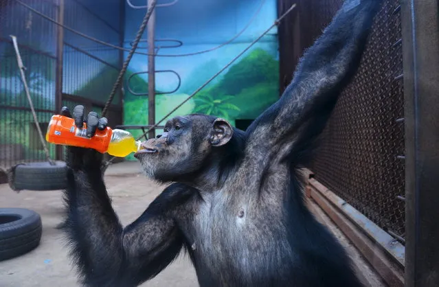 A chimpanzee drinks beverage  to cool off the summer heat in Shenyang, Liaoning province, July 12, 2015. (Photo by Reuters/China Daily)