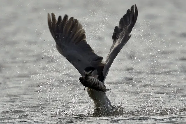 A black- crowned night- heron catches a fish from lake Wantan in New Taipei City on November 11, 2016. The black- crowned night heron is a medium- sized (60 cm), stocky heron with black crown and back, creamy white undersides and gray wings. In breeding plumage it has two long, thin white plumes on its nape. Its legs and feet are yellow, its bill black and its iris red. (Photo by Sam Yeh/AFP Photo)