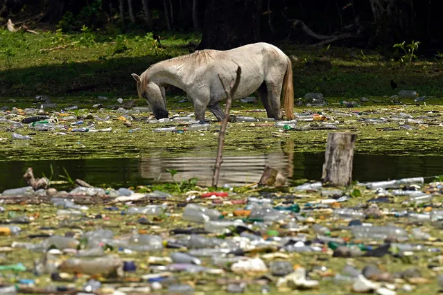 A horse drinks water among plastic residues, glass and other materials at the Cerron Grande reservoir in Potonico, El Salvador, on September 9, 2022. UNESCO World Water Day is held annually on 22 March as a means of focusing attention on the importance of freshwater and advocating for the sustainable management of freshwater resources. (Photo by Marvin Recinos/AFP Photo)