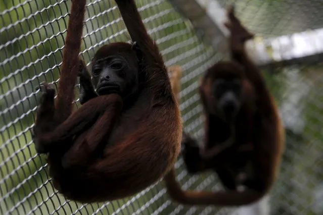 Red Howler Monkey (Alouatta caraya) babies are seen at the Hacienda Miraderos forests in the Municipality of Armenia, Antioquia, Colombia, December 14, 2015. (Photo by Fredy Builes/Reuters)