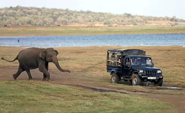 A wild elephant chases a touristic safari jeep at Kaudulla national park in Habarana, Sri Lanka on July 30, 2018. (Photo by Dinuka Liyanawatte/Reuters)