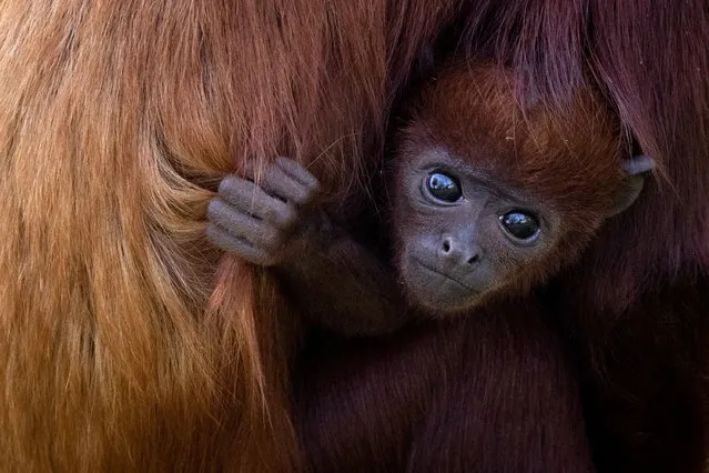 A newborn Red Howler monkey, Shongo, holds his mother, on April 2, 2021 at the Planete Sauvage zoologic park in Port-Saint-Pere, outside Nantes. Shongo is the first red howler monkey to born in captivity in France. (Photo by Loic Venance/AFP Photo)