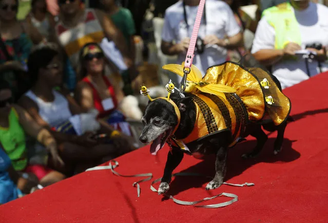 A dog dressed for carnival parades during the “Blocao” dog carnival parade in Rio de Janeiro, Brazil, Saturday, February 14, 2015. (Photo by Silvia Izquierdo/AP Photo)