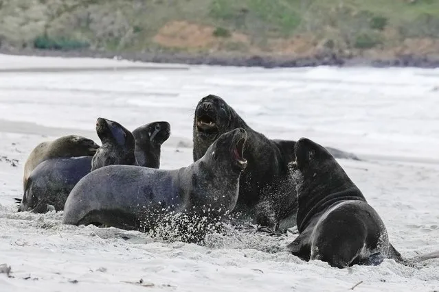 New Zealand sea lions rest on Sandfly beach, in the Otago peninsula, near Dunedin, New Zealand, Tuesday, August 1, 2023. (Photo by Alessandra Tarantino/AP Photo)