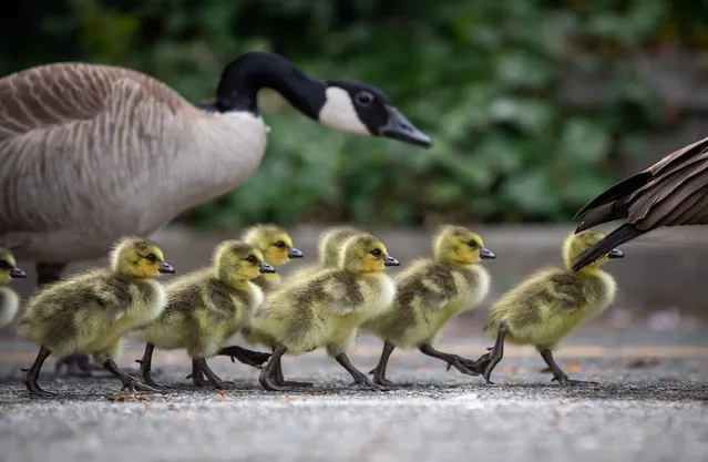 Canada geese goslings follow their parents down a set of stairs leading to the False Creek seawall in Vancouver, British Columbia, Thursday, April 29, 2021. (Photo by Darryl Dyck/Zuma Press)
