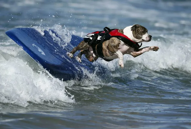 A dog wipes out while competing in the Surf City surf dog competition in Huntington Beach, California, September 29, 2013. (Photo by Lucy Nicholson/Reuters)