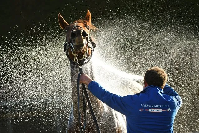 Ruler By Choice is hosed down after race 9, the Choices Flooring By Swintons Bm70, on Brierly Day during the Warrnambool Jumps Carnival at Warrnambool Racing Club on May 04, 2021 in Warrnambool, Australia. (Photo by Vince Caligiuri/Getty Images)