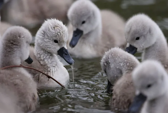 Cygnets swim at Engelbecken pond in the city center on May 05, 2021 in Berlin, Germany. Berlin is riddled with lakes, ponds and waterways home to a variety of waterfowl and other creatures, many of whom are bearing offspring this month. (Photo by Sean Gallup/Getty Images)