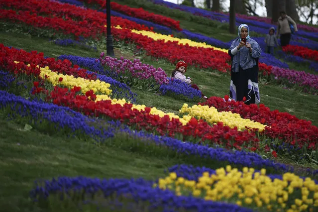 People enjoy a field of blooming tulips on display in the Emirgan Park in Istanbul, Wednesday, April 18, 2018. Every April Istanbul celebrates the coming of spring with the annual Tulip Festival, now in it's 11th year. Parks and gardens all across Istanbul come alive with the flowers bright colours attracting tourists and local visitors. (Photo by Emrah Gurel/AP Photo)
