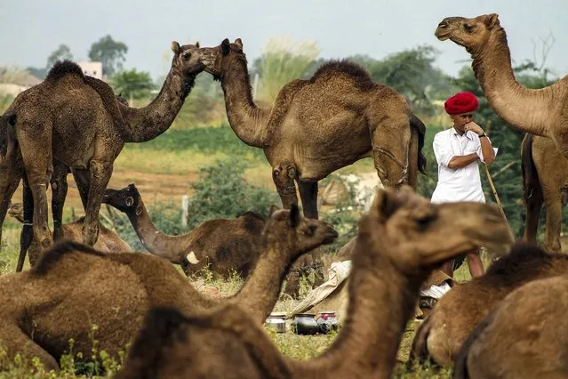 A camel herder stands among his animals as he arrives for the annual cattle fair in Pushkar, India, on November 6, 2013. (Photo by Deepak Sharma/Associated Press)