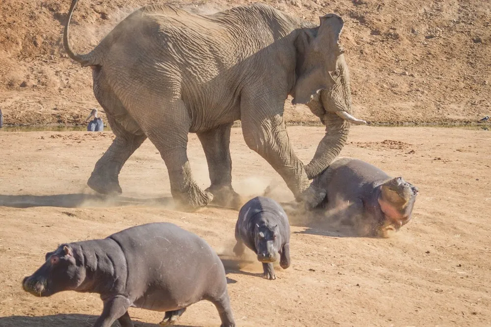 Elephant versus Hippo