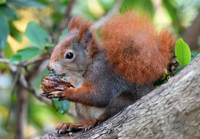 A squirrel nibbles on a nut in Hanover, Germany on November 14, 2018. (Photo by Holger Hollemann/AFP Photo)