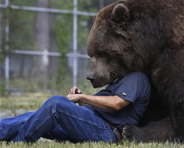 In this Wednesday, September 7, 2016 photo, Jim Kowalczik plays with Jimbo, a 1500-pound Kodiak bear, at the Orphaned Wildlife Center in Otisville, N.Y. (Photo by Mike Groll/AP Photo)