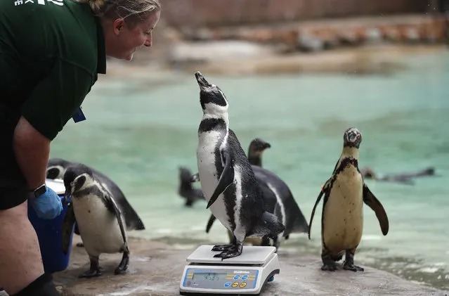 A penguin reacts with a zoo keeper as it stands on weighing scales for the Zoo's annual weigh in, in London, August 23, 2018. Home to more than 19,000 animals in their care, 800 different species, zookeepers regularly record the heights and weights of all the creatures at ZSL London Zoo as a key way of monitoring the residents' overall wellbeing. (Photo by Frank Augstein/AP Photo)