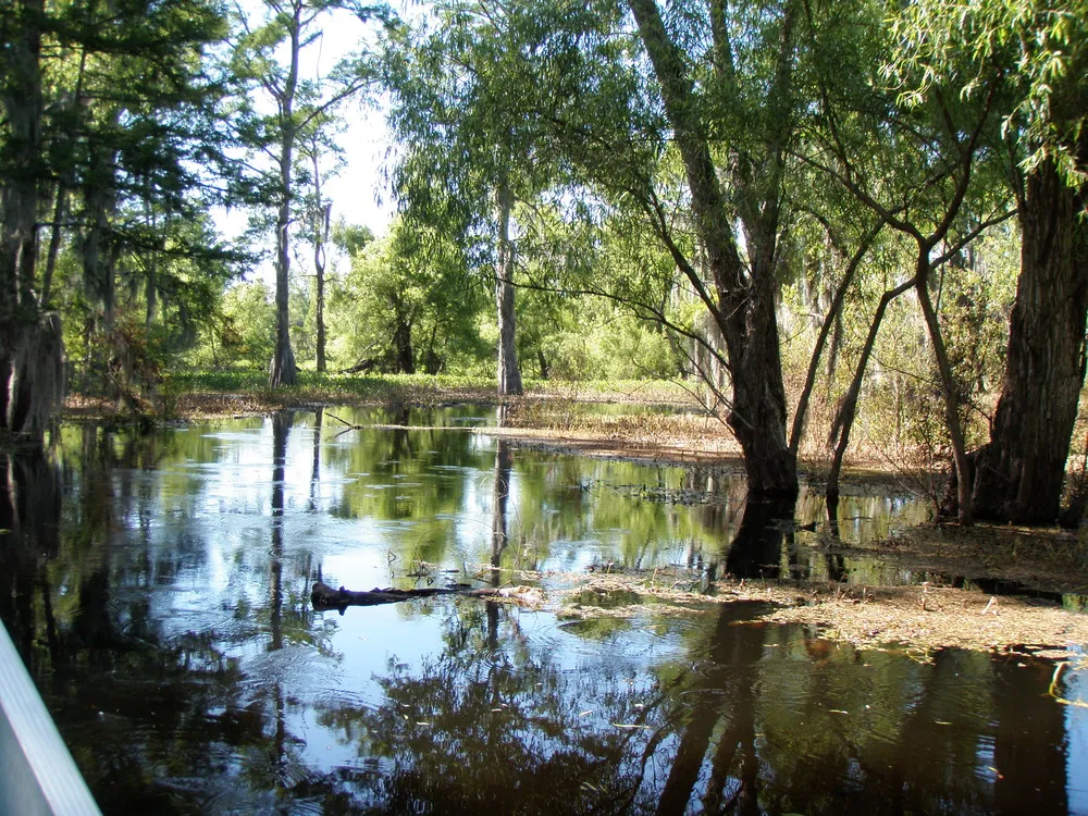 Louisiana Swamps